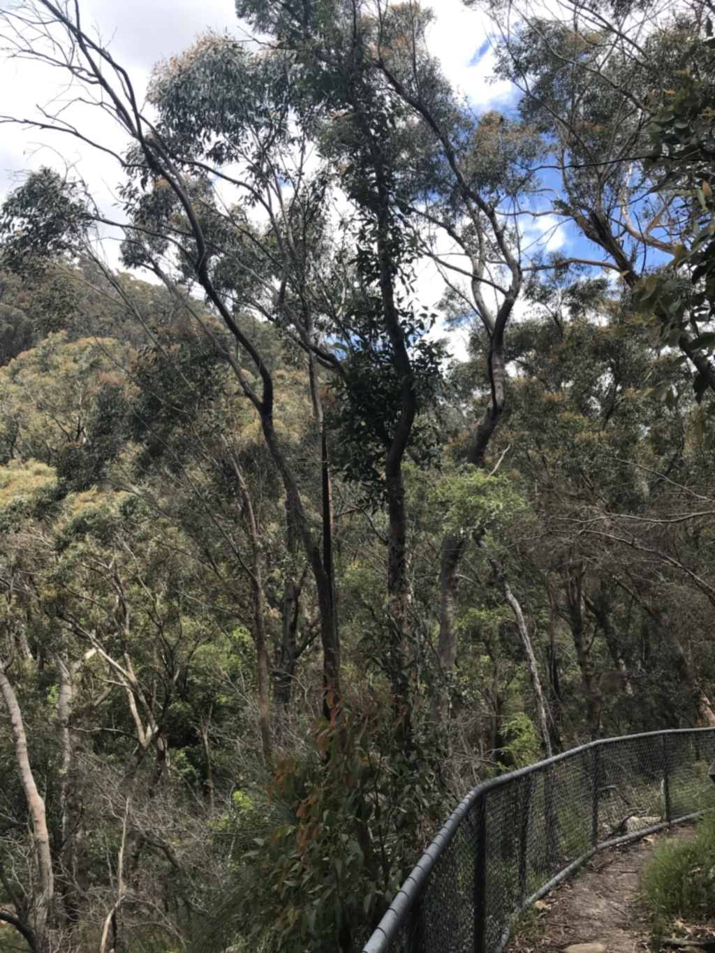 Angophora floribunda at Bundanoon, NSW - 14 Nov 2021
