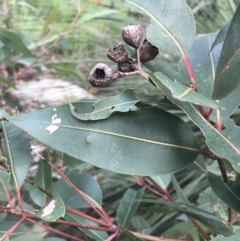 Angophora floribunda at Bundanoon, NSW - 14 Nov 2021 11:36 AM