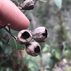 Angophora floribunda at Bundanoon, NSW - 14 Nov 2021 11:36 AM