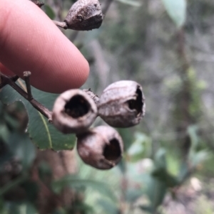 Angophora floribunda at Bundanoon, NSW - 14 Nov 2021