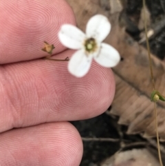 Mitrasacme polymorpha (Varied Mitrewort) at Morton National Park - 14 Nov 2021 by Tapirlord