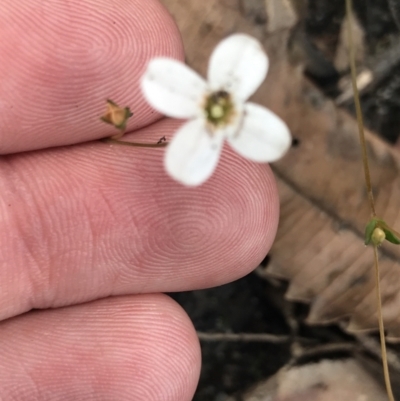 Mitrasacme polymorpha (Varied Mitrewort) at Wingecarribee Local Government Area - 14 Nov 2021 by Tapirlord