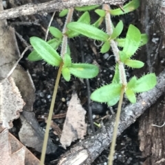 Mitrasacme polymorpha at Bundanoon, NSW - 14 Nov 2021