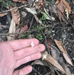 Mitrasacme polymorpha at Bundanoon, NSW - 14 Nov 2021 11:37 AM