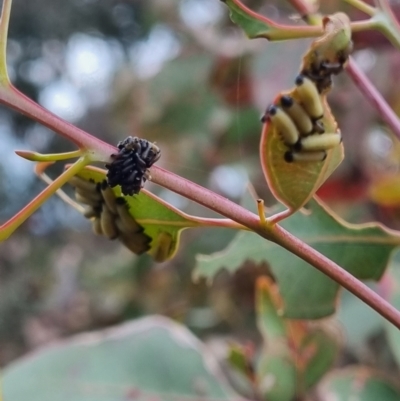 Chrysomelidae sp. (family) (Unidentified Leaf Beetle) at Watson, ACT - 24 Nov 2021 by EmilySutcliffe