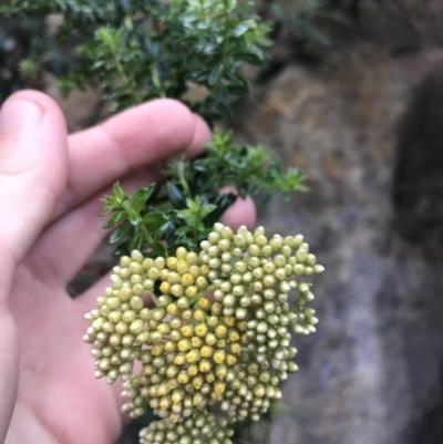 Cassinia denticulata (Stiff Cassinia) at Morton National Park - 14 Nov 2021 by Tapirlord