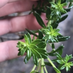 Cassinia denticulata at Bundanoon, NSW - 14 Nov 2021