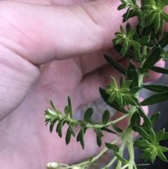 Cassinia denticulata at Bundanoon, NSW - 14 Nov 2021