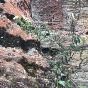 Cassinia denticulata at Bundanoon, NSW - 14 Nov 2021