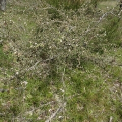Leptospermum multicaule (TBC) at Lower Boro, NSW - 23 Nov 2021 by AndyRussell