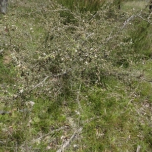 Gaudium brevipes at Lower Boro, NSW - 23 Nov 2021