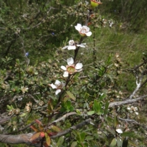 Gaudium brevipes at Lower Boro, NSW - suppressed