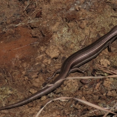 Acritoscincus duperreyi (Eastern Three-lined Skink) at Top Hut TSR - 30 Oct 2021 by AndyRoo