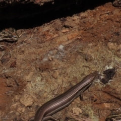 Limnodynastes tasmaniensis (Spotted Grass Frog) at Dry Plain, NSW - 30 Oct 2021 by AndyRoo