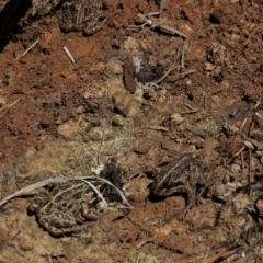 Limnodynastes tasmaniensis at Dry Plain, NSW - 30 Oct 2021