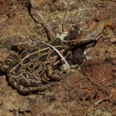 Limnodynastes tasmaniensis at Dry Plain, NSW - 30 Oct 2021 12:27 PM