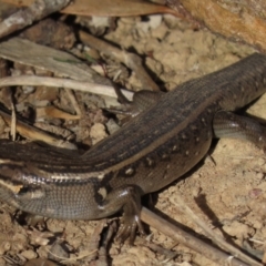 Liopholis whitii (White's Skink) at Arable, NSW - 7 Mar 2021 by AndyRoo