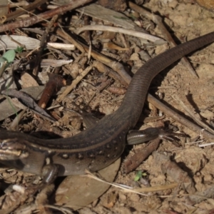 Liopholis whitii at Arable, NSW - 7 Mar 2021 04:55 PM