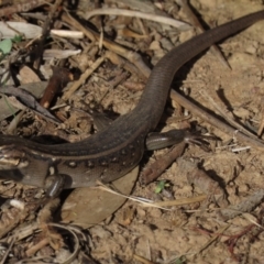 Liopholis whitii at Arable, NSW - 7 Mar 2021 04:55 PM