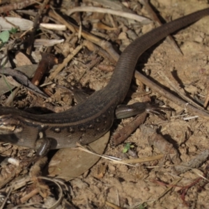 Liopholis whitii at Arable, NSW - 7 Mar 2021