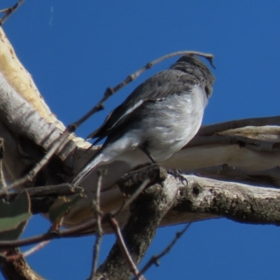 Melanodryas cucullata (Hooded Robin) at Arable, NSW - 7 Mar 2021 by AndyRoo