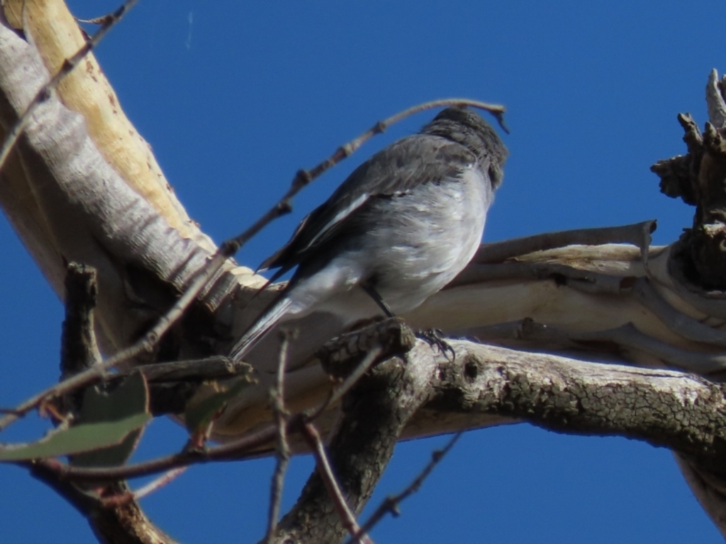 Melanodryas cucullata at Arable, NSW - 7 Mar 2021