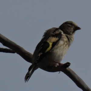 Carduelis carduelis at Arable, NSW - 7 Mar 2021