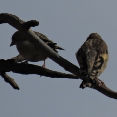 Carduelis carduelis at Arable, NSW - 7 Mar 2021