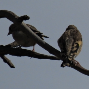 Carduelis carduelis at Arable, NSW - 7 Mar 2021