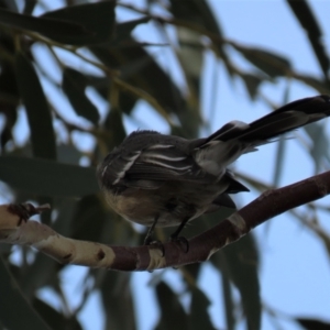 Rhipidura albiscapa at Arable, NSW - 7 Mar 2021