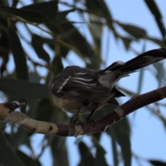 Rhipidura albiscapa (Grey Fantail) at Arable, NSW - 7 Mar 2021 by AndyRoo