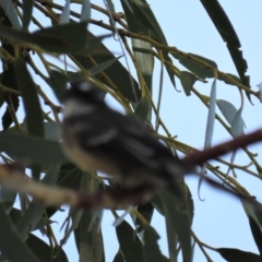 Rhipidura albiscapa at Arable, NSW - 7 Mar 2021 05:00 PM