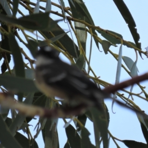 Rhipidura albiscapa at Arable, NSW - 7 Mar 2021