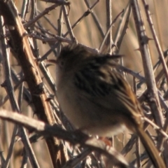 Cisticola exilis (Golden-headed Cisticola) at Franklin, ACT - 20 May 2018 by AndyRoo