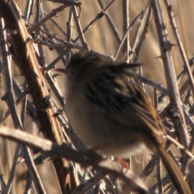 Cisticola exilis (Golden-headed Cisticola) at Budjan Galindji (Franklin Grassland) Reserve - 20 May 2018 by AndyRoo