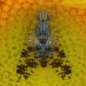 Austrotephritis poenia at Pialligo, ACT - 23 Nov 2021