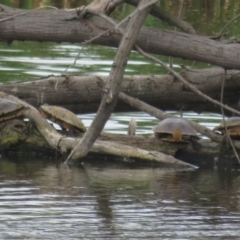 Chelodina longicollis at Fyshwick, ACT - 3 Nov 2021