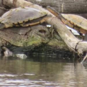 Chelodina longicollis at Fyshwick, ACT - 3 Nov 2021