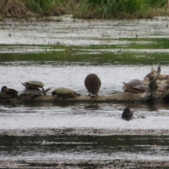 Chelodina longicollis (Eastern Long-necked Turtle) at Fyshwick, ACT - 3 Nov 2021 by Christine