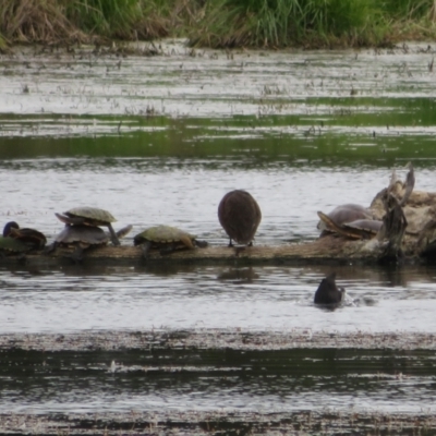 Chelodina longicollis (Eastern Long-necked Turtle) at Fyshwick, ACT - 3 Nov 2021 by Christine