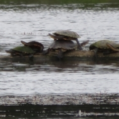 Chelodina longicollis at Fyshwick, ACT - 3 Nov 2021