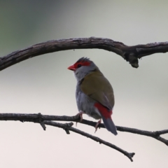 Neochmia temporalis (Red-browed Finch) at Mount Ainslie - 23 Nov 2021 by jbromilow50