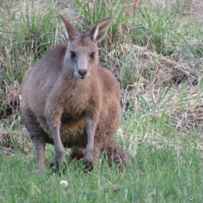 Macropus giganteus (Eastern Grey Kangaroo) at Jerrabomberra Wetlands - 22 Nov 2021 by Christine