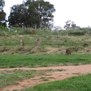 Macropus giganteus at Fyshwick, ACT - 22 Nov 2021