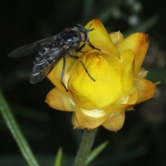 Scaptia sp. (genus) (March fly) at Mount Ainslie - 23 Nov 2021 by jbromilow50