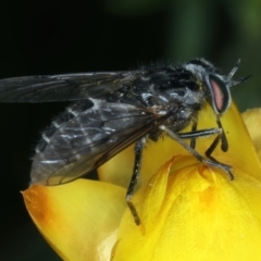 Scaptia sp. (genus) at Pialligo, ACT - 23 Nov 2021