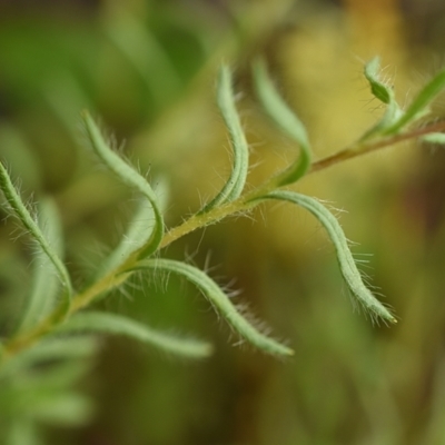 Leptorhynchos squamatus (Scaly Buttons) at The Pinnacle - 24 Nov 2021 by Littleflea