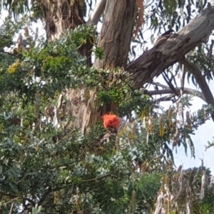 Callocephalon fimbriatum at Turner, ACT - 25 Nov 2021