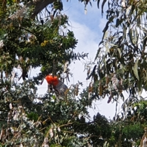 Callocephalon fimbriatum at Turner, ACT - suppressed