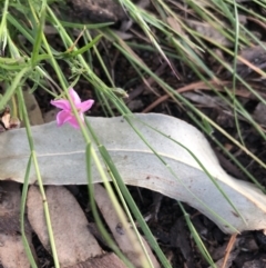 Convolvulus angustissimus subsp. angustissimus (Australian Bindweed) at Flea Bog Flat to Emu Creek Corridor - 22 Nov 2021 by Dora